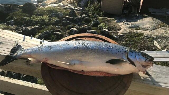 Globe-pêcheurs au Groenland