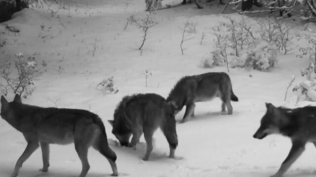 Remonter la piste du loup : une enquête scientifiqued