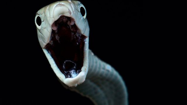 La mort au bout des crocs - Saison 1