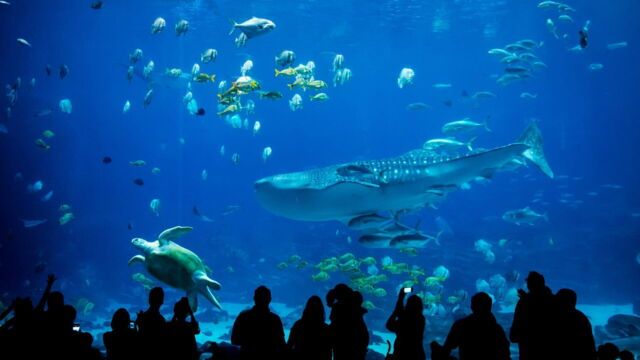 Secrets of the Aquarium