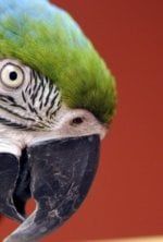 La clinique des animaux exotiques — NatGeoWild 07:02