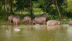 La grande invasion (Des hippopotames) S1 (1/6)