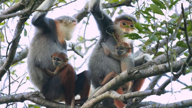 Vietnam, des ponts pour sauver les singes — Arte 15:15