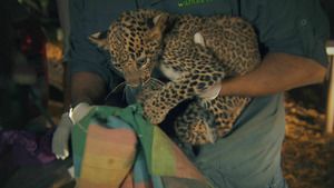 Les secouristes de la jungle (Au secours du tigre) S1 (5/6)