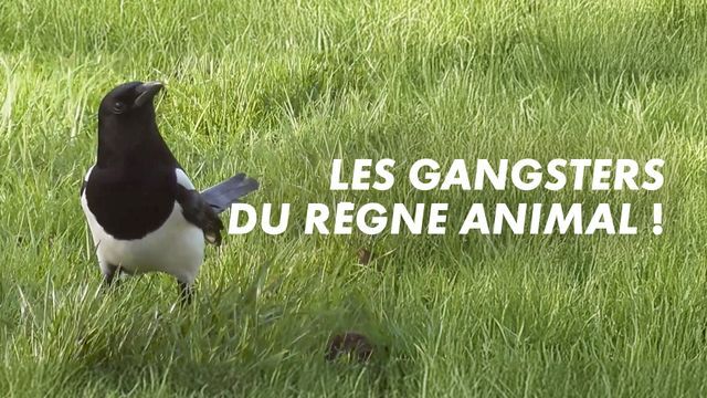 Les gangsters du règne animal !