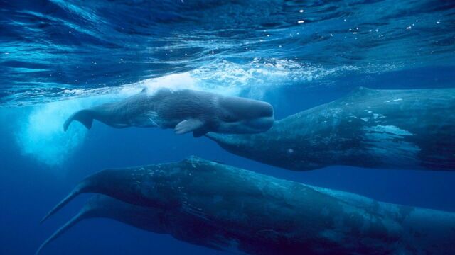 Titans of the sea