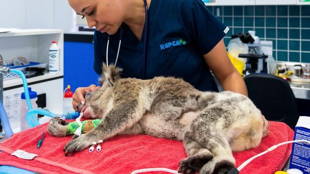 Australie : urgences faune sauvage - Saison 1