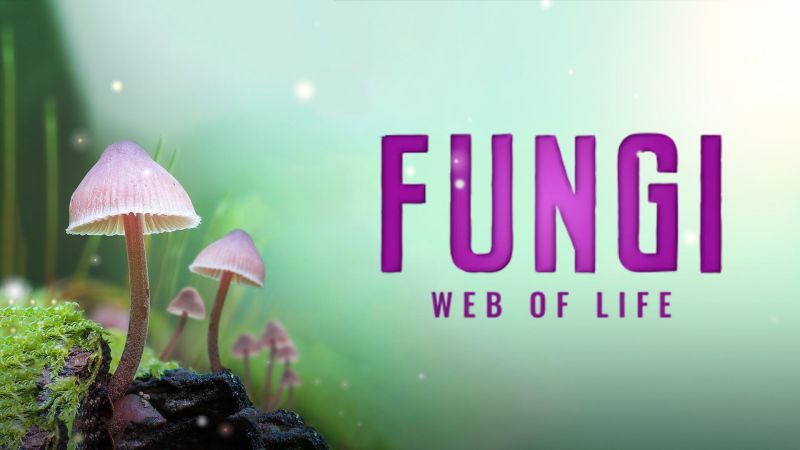 Fungi: The Web of Life