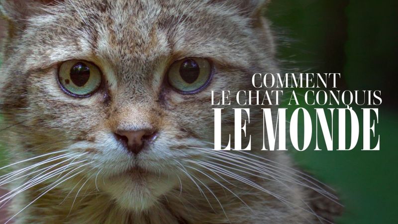 Comment le chat a conquis le monde - S01E01