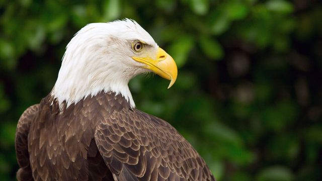 Les superpouvoirs des aigles