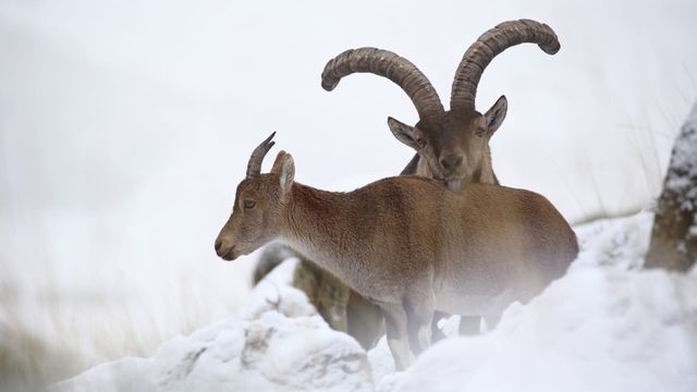 Le royaume sauvage d'Ibérie - Saison 1