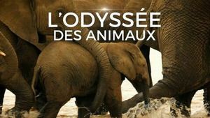 L'odyssée des animaux (Le voyage de l'éléphant d'Afrique) S1 (1/5)