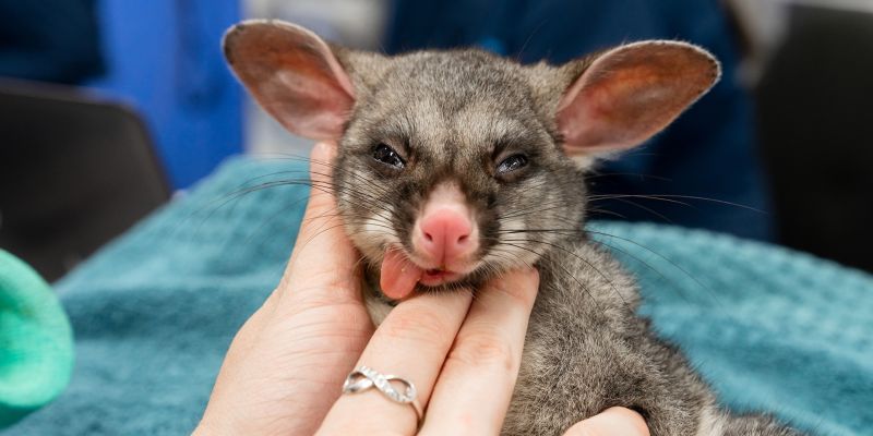 Wildlife ER