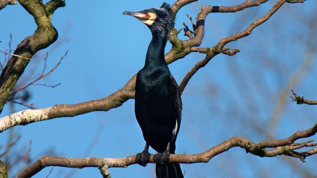 La Belgique sauvage — Arte 09:50