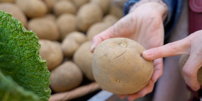 Chaud patate ! La pomme de terre en danger