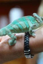 La clinique des animaux exotiques