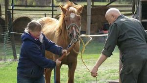 L'incroyable Dr Pol (La fièvre du chat-medi soir) S11 (15/22)