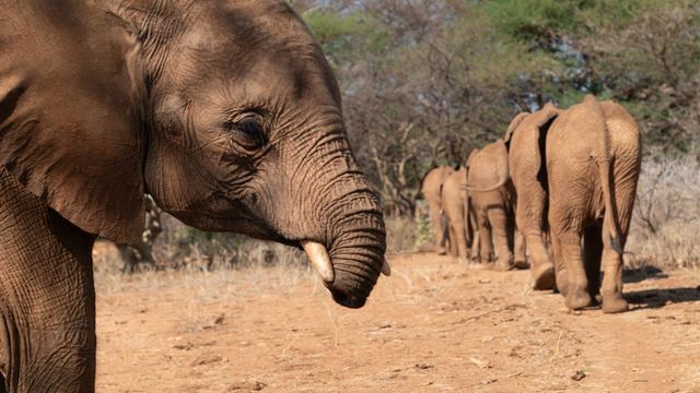 Bébés éléphants, l'espoir de Reteti - Saison 1