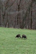 Franche-Comté, terre de grand gibier