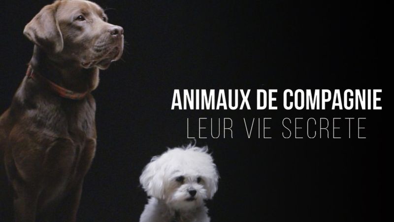 Animaux de compagnie : leur vie secrète - S01E02