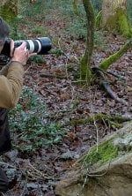 Paparazzis bécassiers